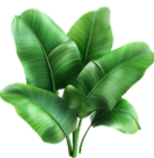 Banaba Leaf Extract & Corosolic Acid