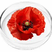California Poppy Seed