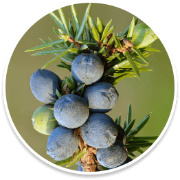 Conifer Berry