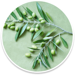Elaion Tree Leaf Extract