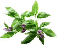 Holy-Basil