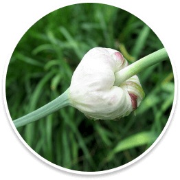 Lasuna Bulb