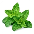 Papain from Papaya Fruit Extract